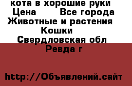 кота в хорошие руки › Цена ­ 0 - Все города Животные и растения » Кошки   . Свердловская обл.,Ревда г.